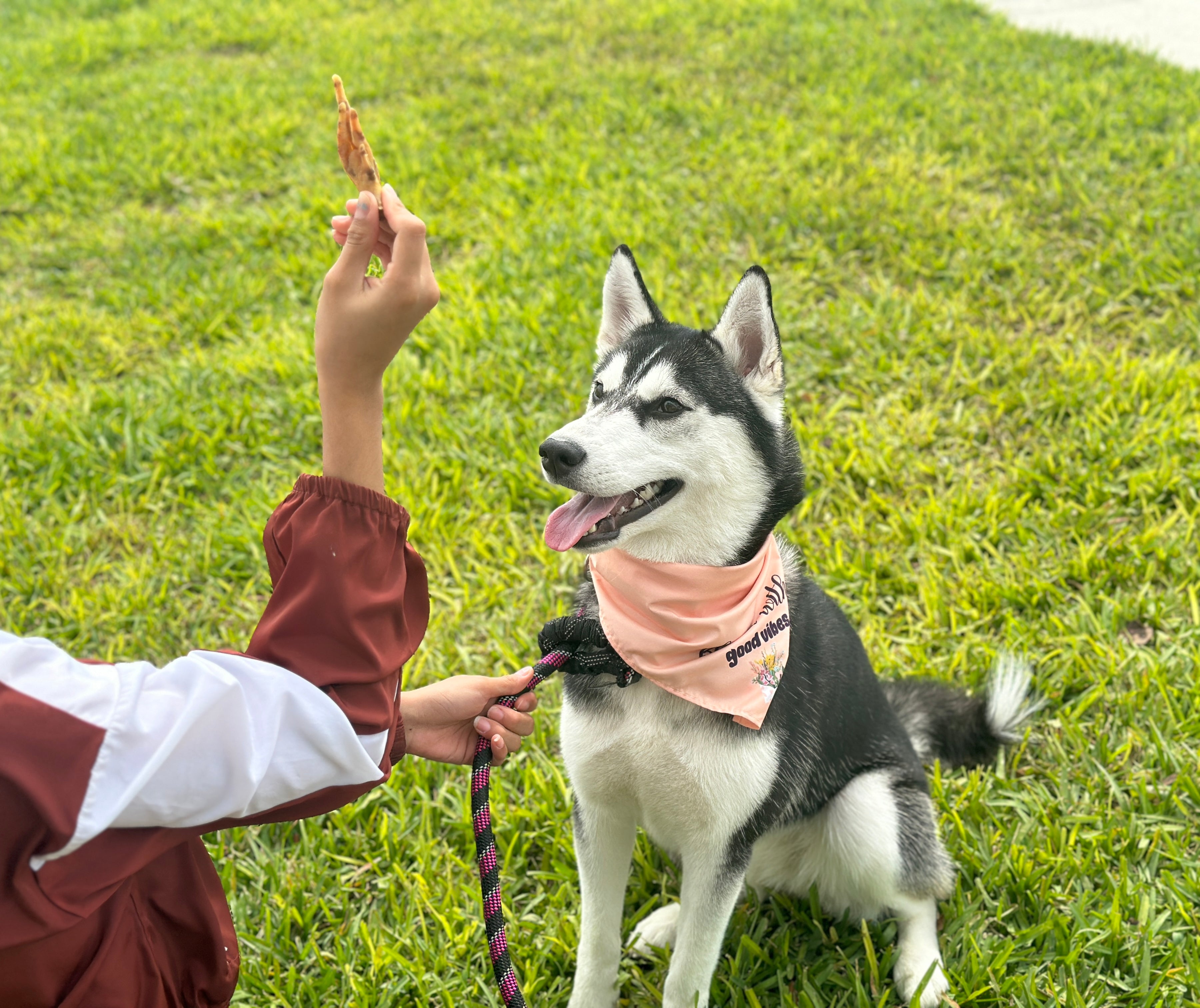 Dehydrated Chicken Feet: A Healthy Snack for Your Dog